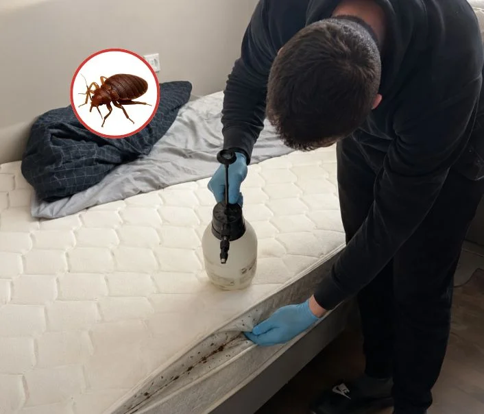 Technicien traitant un matelas contre les punaises de lit à Villepreux